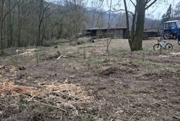 Výsadba stromů jaro/2026